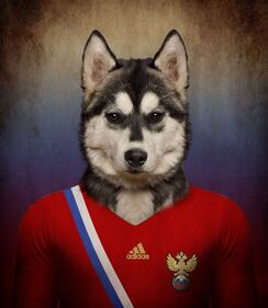 Brasile 2014, delle squadre... da cani 12