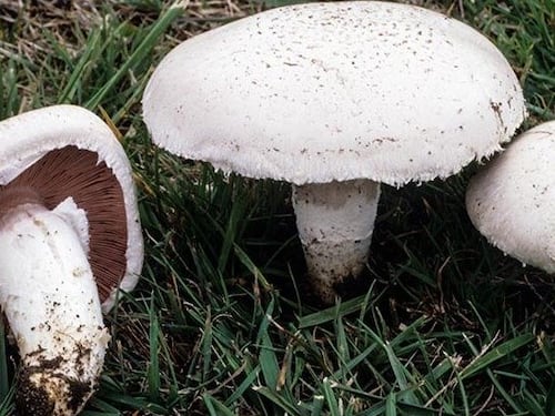 Tumore alla prostata, integratori a base di funghi rallentano la malattia?