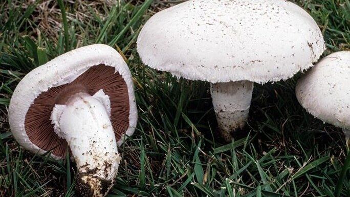 Tumore alla prostata, integratori a base di funghi rallentano la malattia?