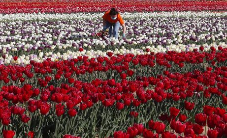 I colori del campo di tulipani di Arese 1