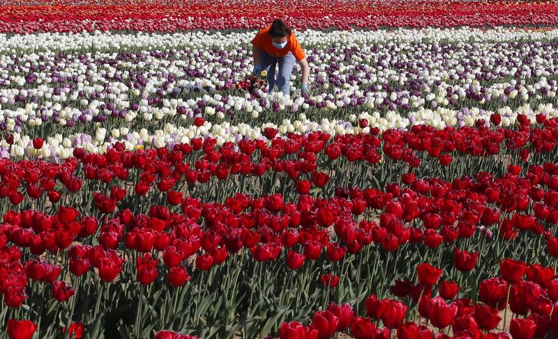 I colori del campo di tulipani di Arese 1
