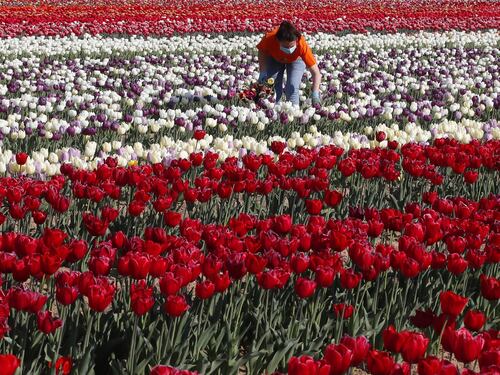 I colori del campo di tulipani di Arese