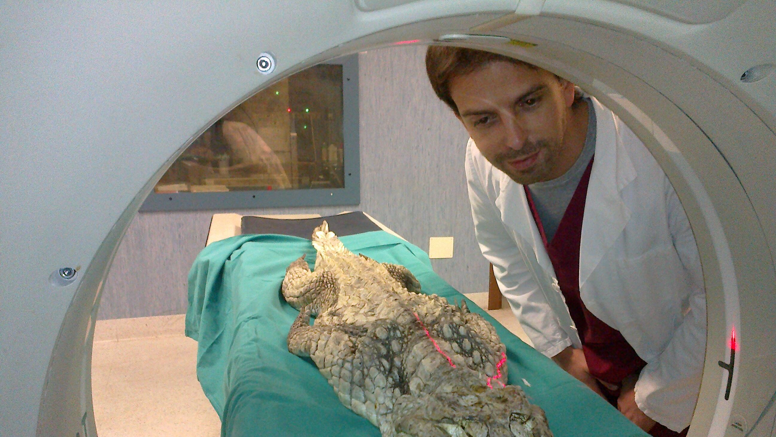 La facoltà di Veterinaria si trasferisce a Lodi: anche il caimano finisce nella Tac