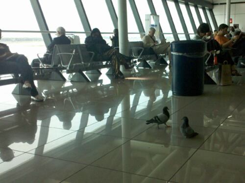 L'aeroporto di Fiumicino è invaso dai piccioni