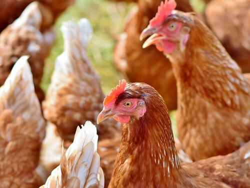 Come le galline diventano produttrici di farmaci