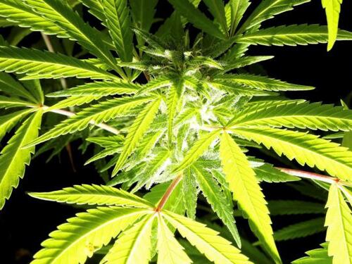 Canada, la Camera approva cannabis legale: via-libera ad agosto
