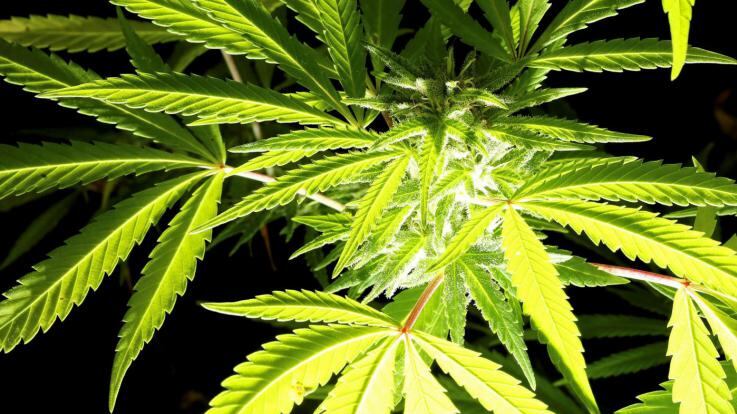 "Stop alla vendita della cannabis light"