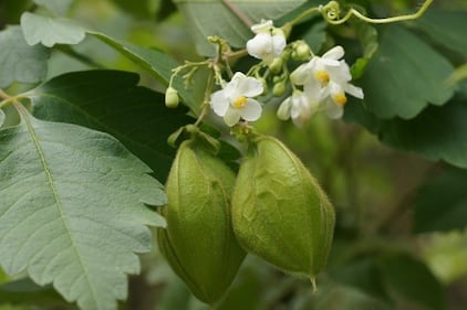 Le immagini delle specie aliene invasive 1