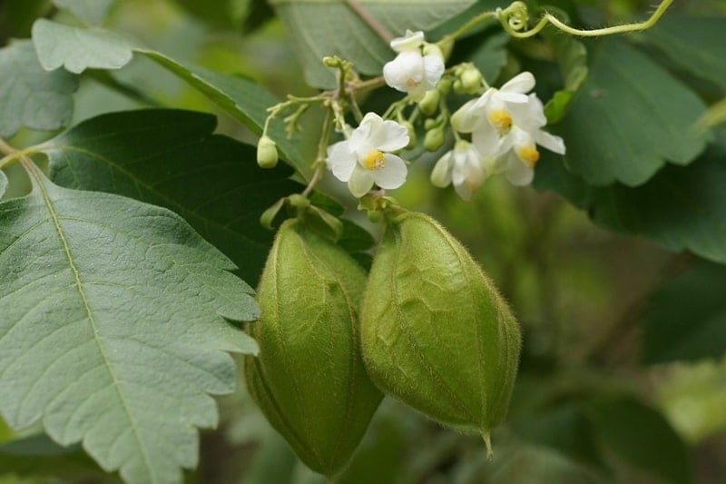 Le immagini delle specie aliene invasive 1