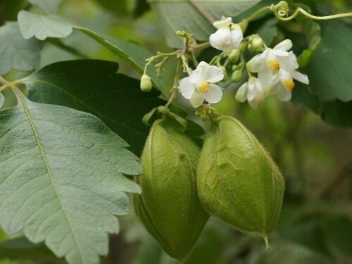 Le immagini delle specie aliene invasive