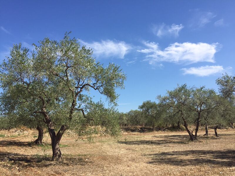 Bitonto e le campagne nel degrado 10