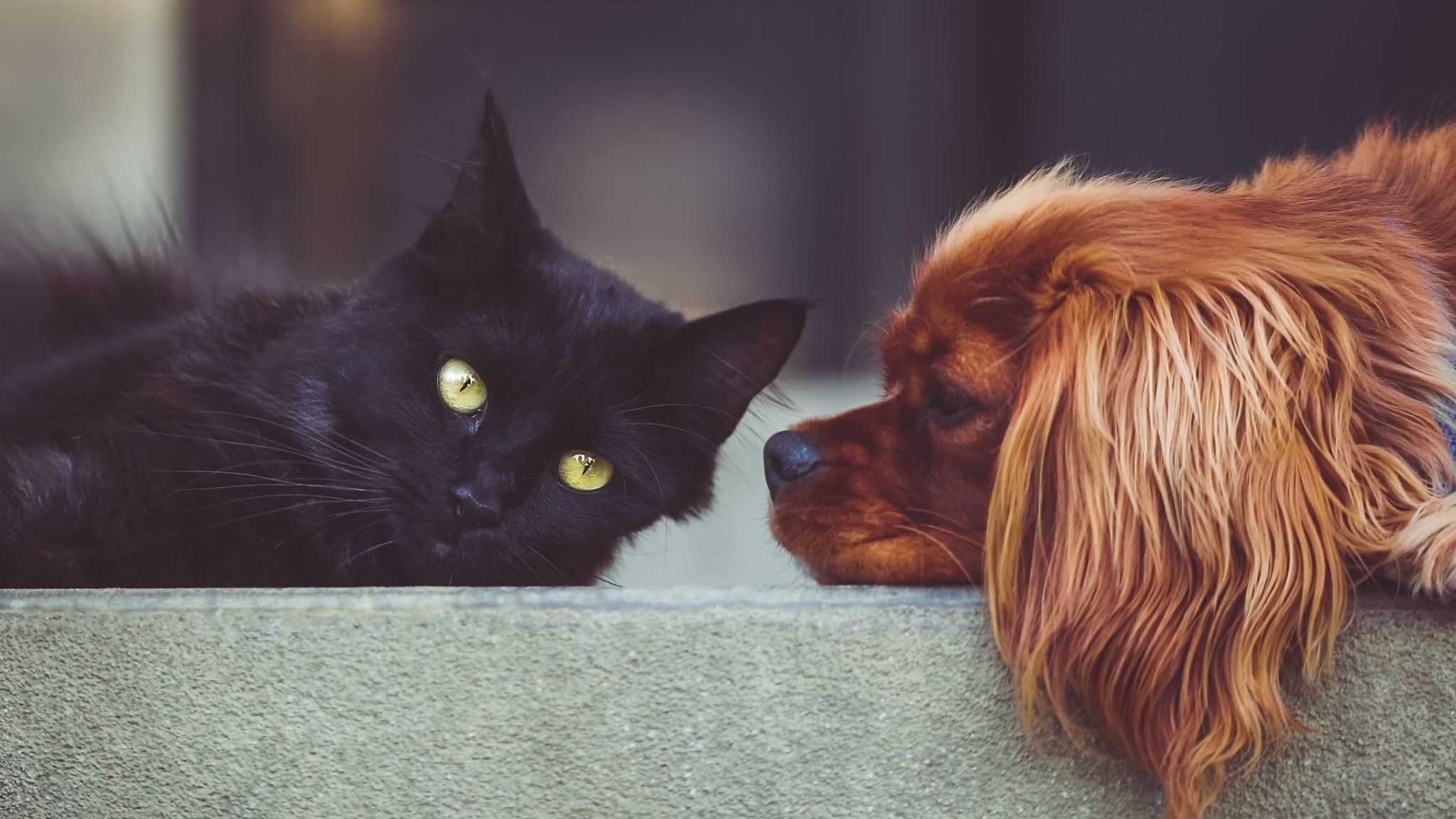 Gatto e cane