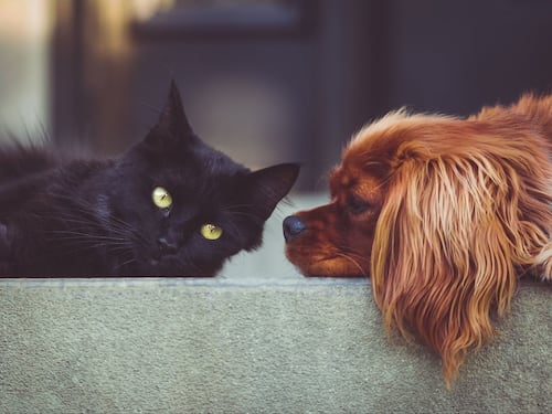 Svolta in Europa, arriva la “carta dei diritti” per cani e gatti. Stop a mutilazioni estetiche e collari a strozzo