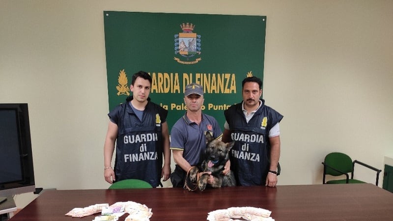 Il cane Goro che trova i soldi: scovati 160mila euro pronti a lasciare l'Italia