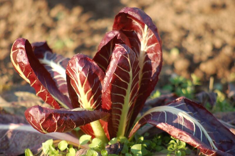 Radicchio