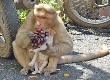 India, il macaco adotta il cagnolino 6