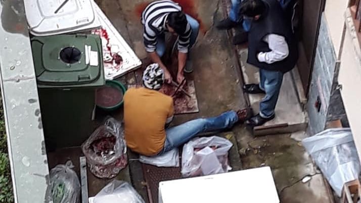 Macelleria abusiva in cortile: sezionano animale tra i rifiuti