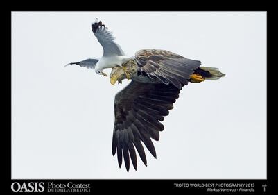 Le più belle foto di animali e natura 2
