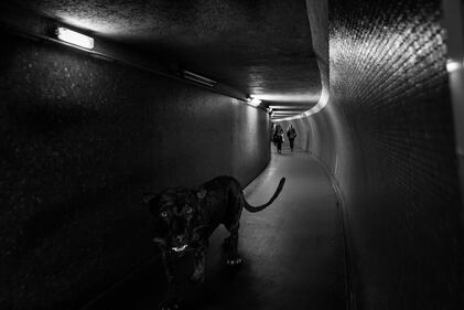 La metrò parigina diventa savana 12