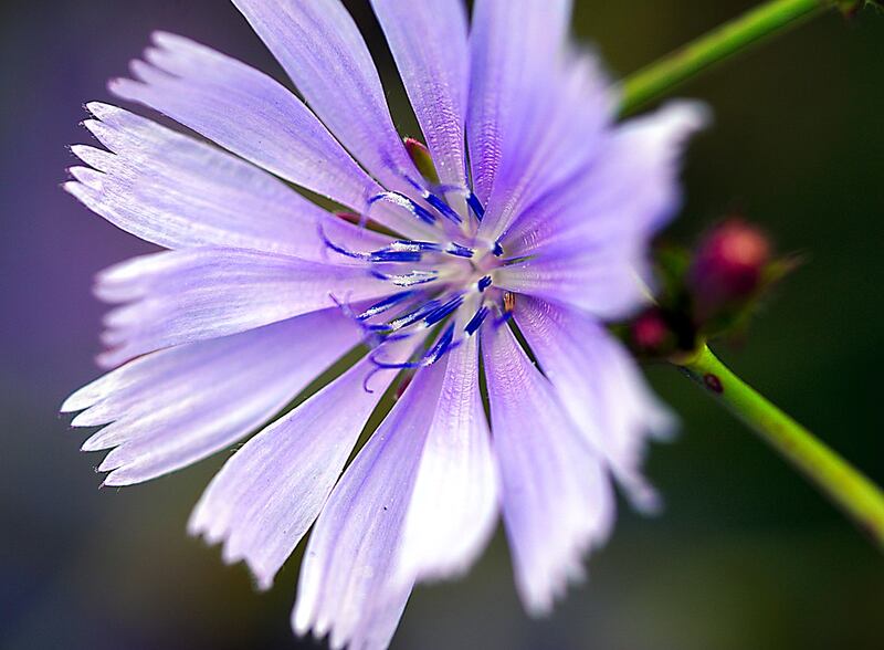 fiore di cicoria