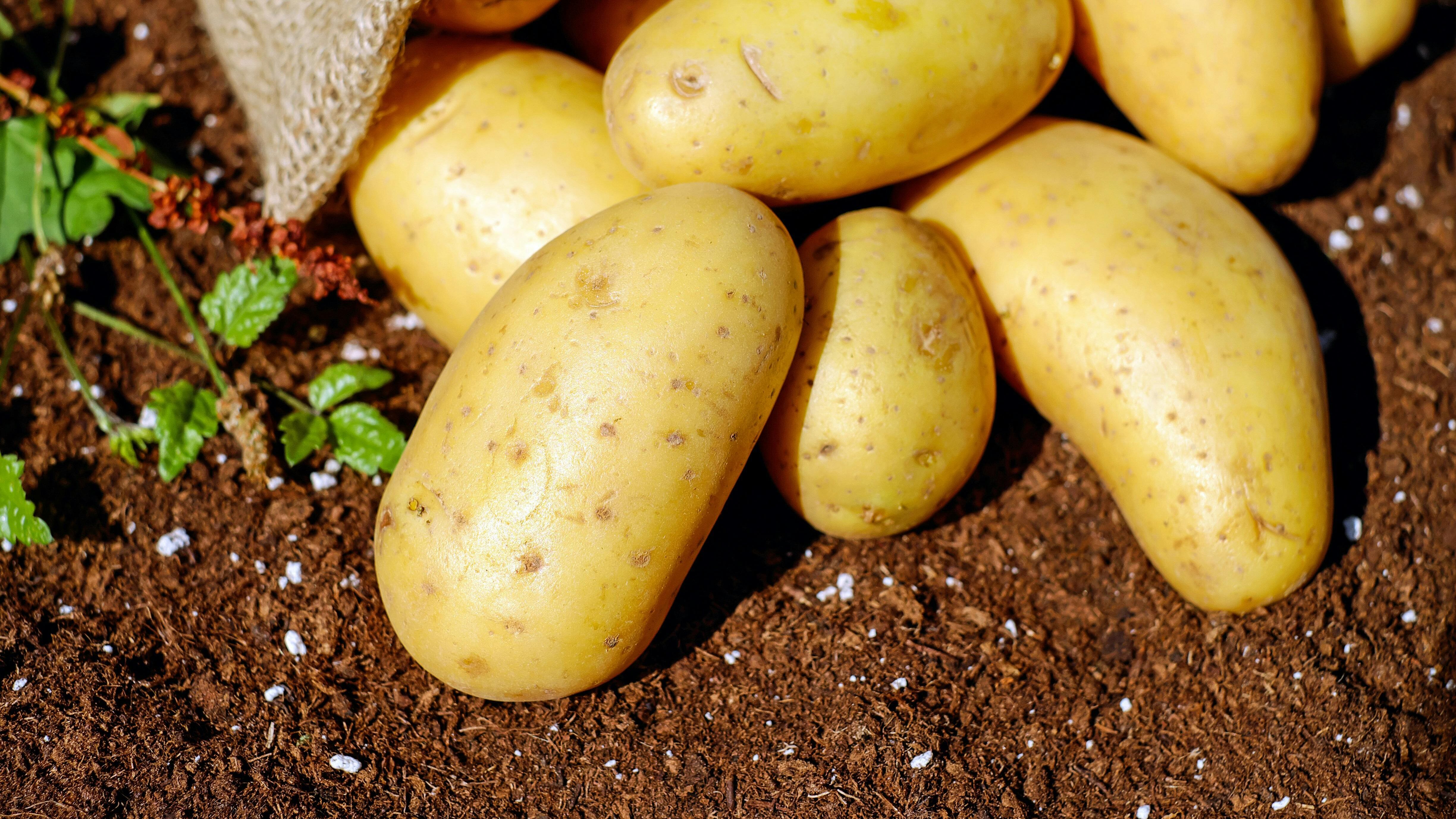 Sonno, nervi e scottature: ecco tutti i benefici delle patate