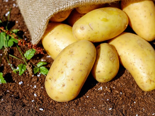 Sonno, nervi e scottature: ecco tutti i benefici delle patate