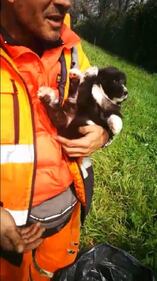 Milano, cagnolini gettati in tangenziale 2