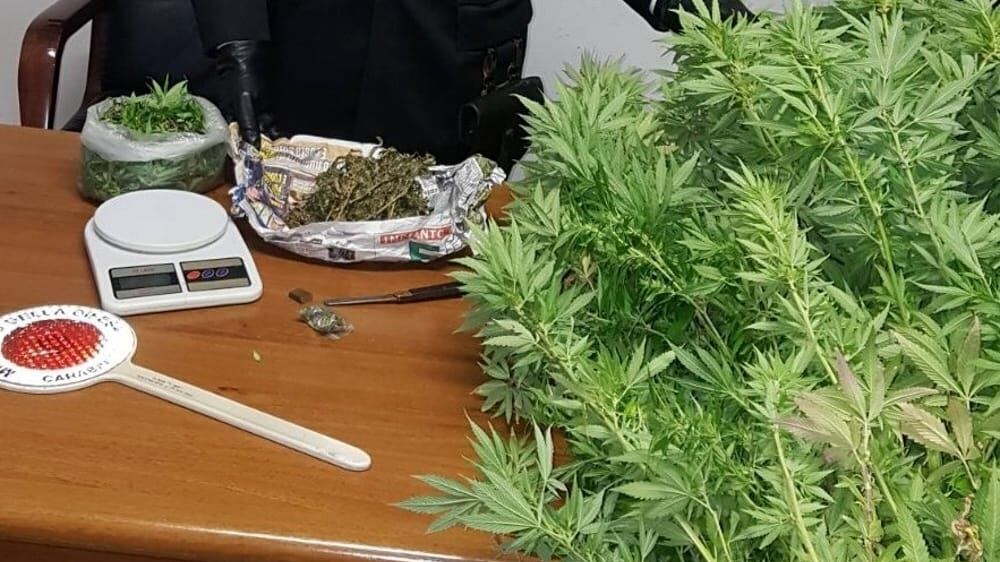 Ladispoli, preso spacciatore: in casa aveva un chilo di erba