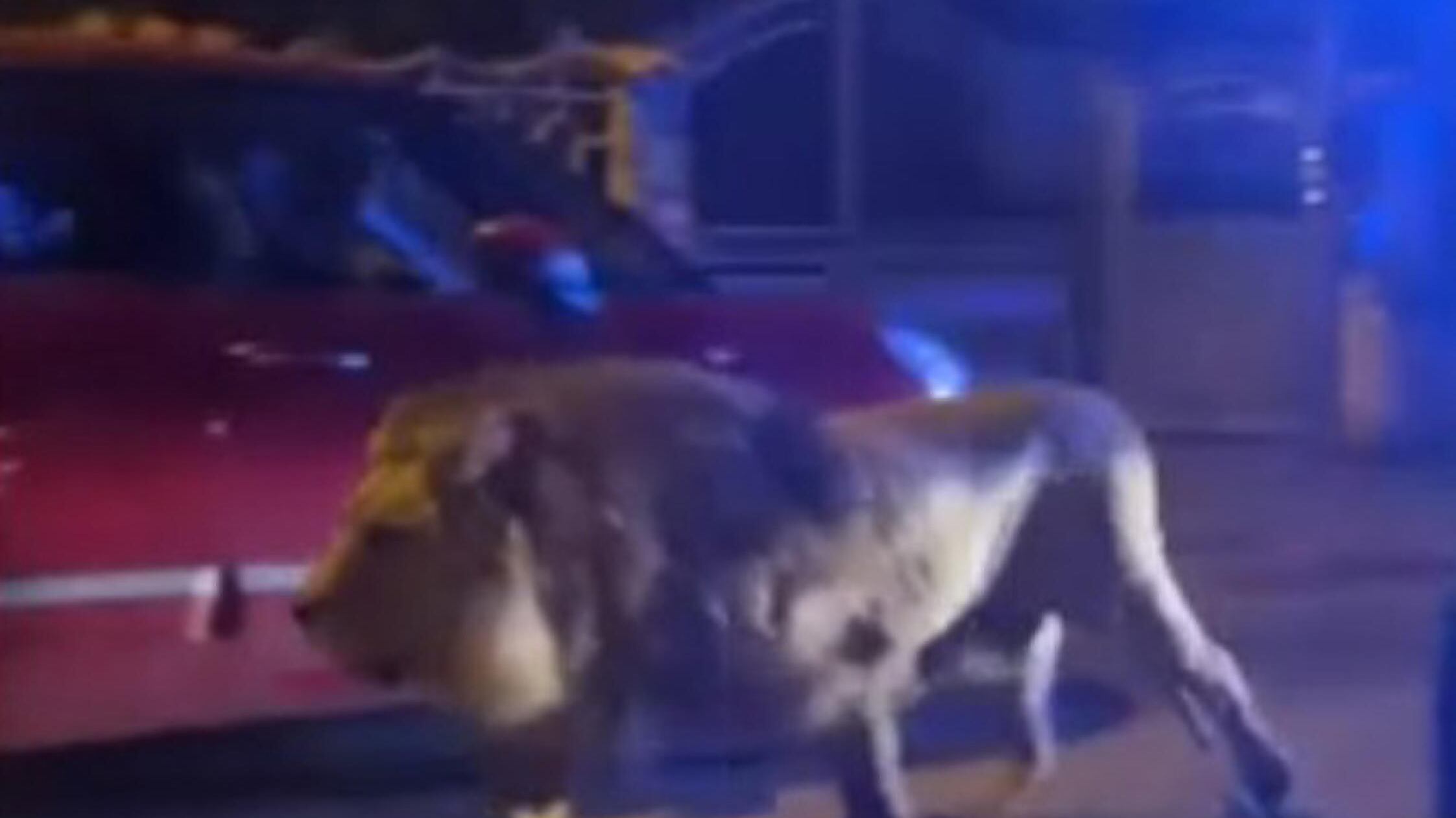 Leone fugge da un circo a Ladispoli