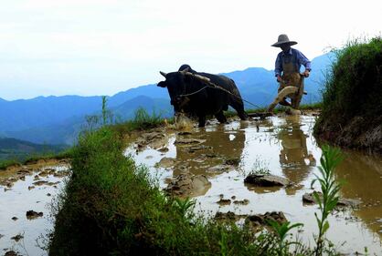 Lo spettacolo dei campi terrazzati in Cina 7
