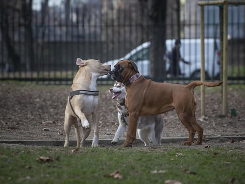 Appuntamento al Sempione: 70 cani cercano anima gemella