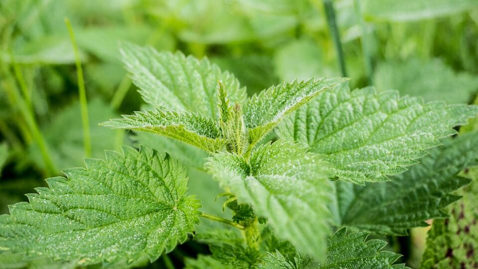 Ortica, alleata contro le infezioni stagionali