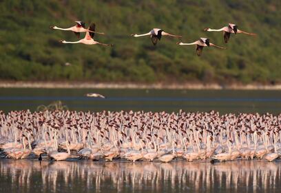 La magia dei fenicotteri rosa in Kenya 13