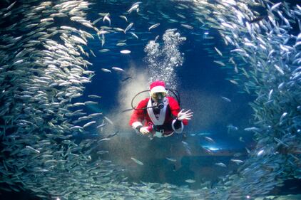 Babbo Natale nell'acquario 3