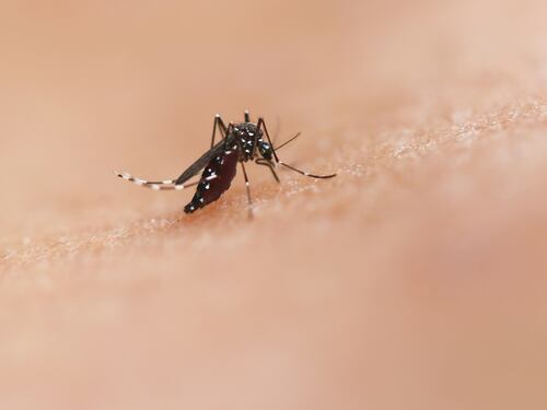 Dengue, primo contagio a Brescia. Il paziente non è mai stato in viaggio