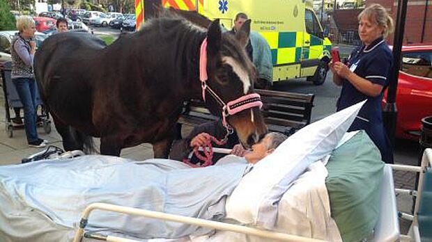 Quell'ultimo bacio del cavallo alla sua padrona