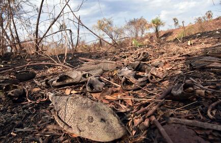Incendi in Bolivia, le immagini della devastazione 7