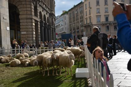 Piazza del Duomo invasa dalle pecore 14