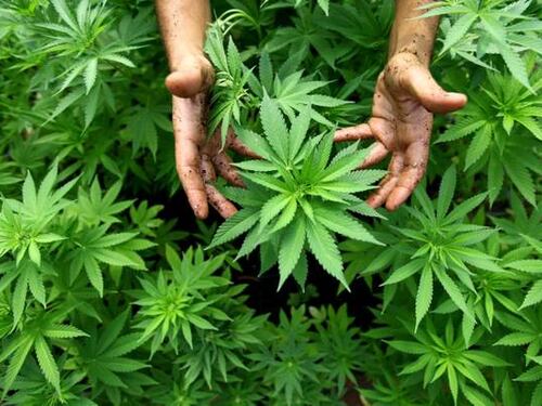 Onu stupefacente: depenalizzare il consumo di droga