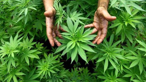 Onu stupefacente: depenalizzare il consumo di droga