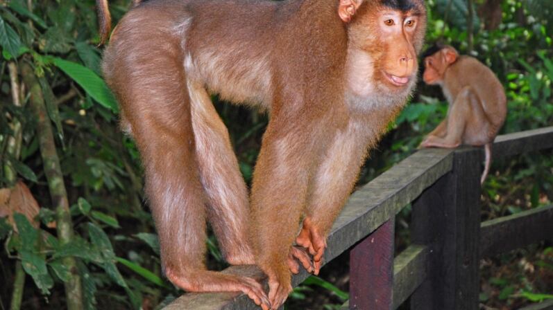 Malesia, scoperta choc: i "macachi carnivori"