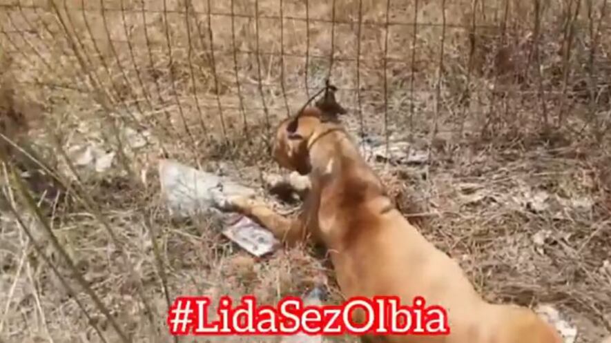 Due cani incappucciati e impiccati a cancello: orrore ad Olbia