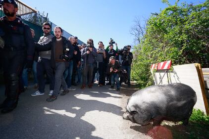 Salvini alle prese con un maiale nel campo Rom 2