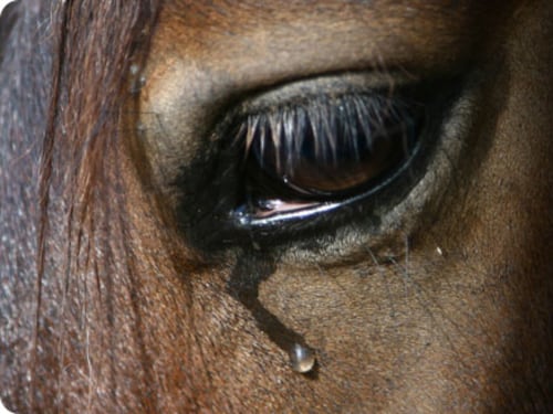 Dai cavalli alle mucche quando gli animali piangono emozionati