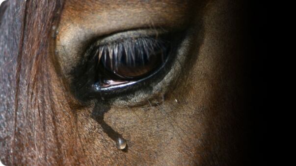 Dai cavalli alle mucche quando gli animali piangono emozionati