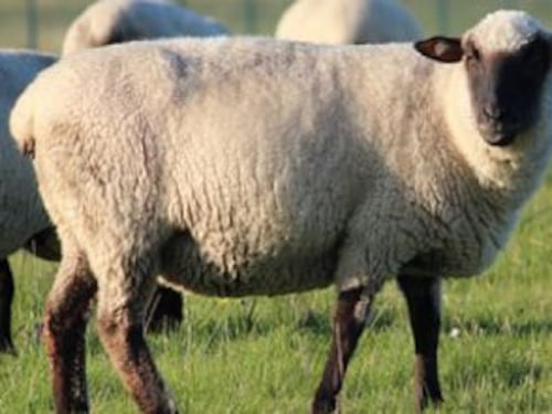 Pastori pagati 1,50€ all'ora per mezza giornata di lavoro