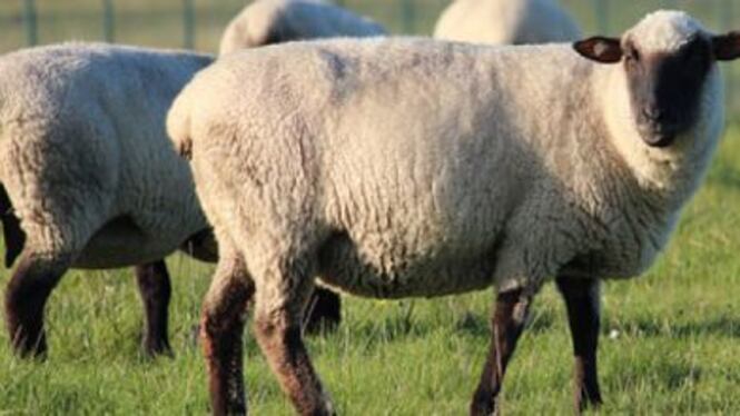 Pastori pagati 1,50€ all'ora per mezza giornata di lavoro