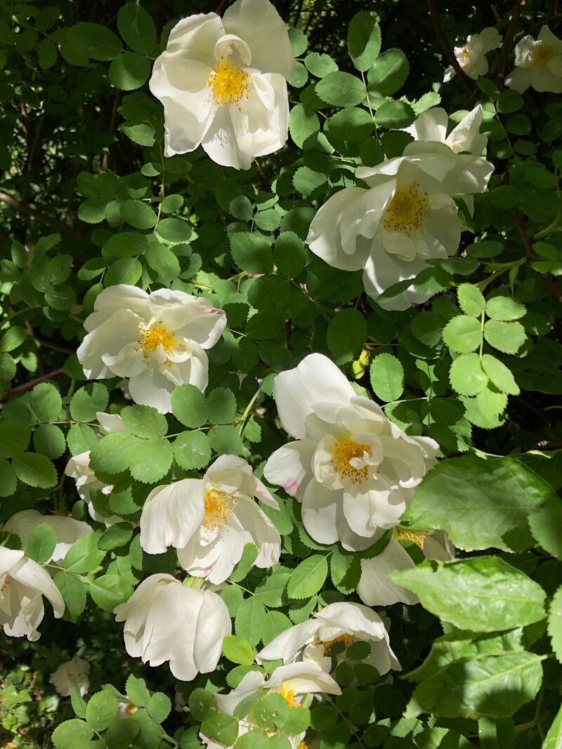 Giardini Arte Fiori Forte GAFF: il giardino che fiorisce dal mare 7