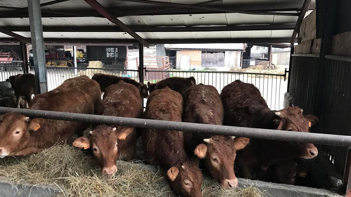 Delirio green in Danimarca: tassa sulle flatulenze di mucche e maiali