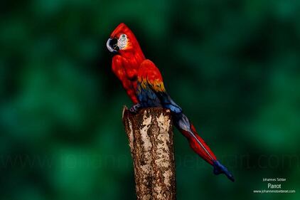 Johannes Stötter, il campione di body painting 5